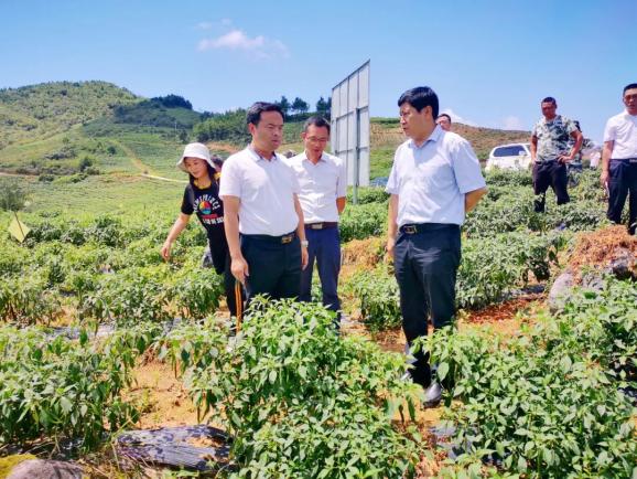 夏果村最新项目，引领乡村发展的典范之作