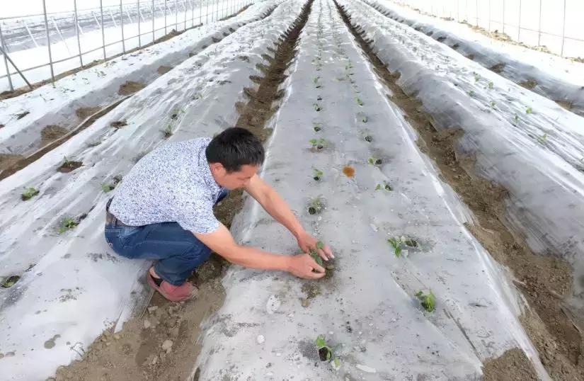 圣寿社区村未来繁荣与和谐共生发展规划，打造新农村典范