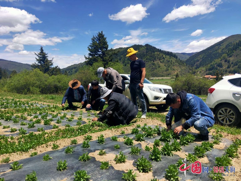 卡龙村最新新闻报道概览