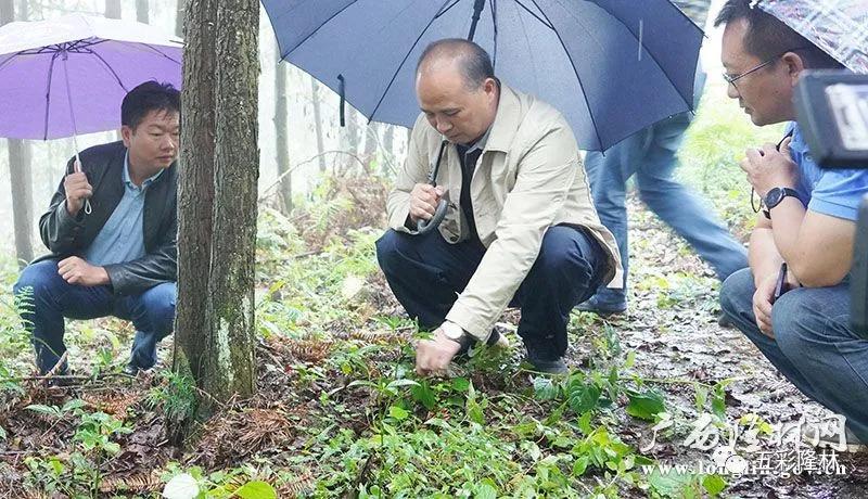 革步乡交通革新，通达未来之路