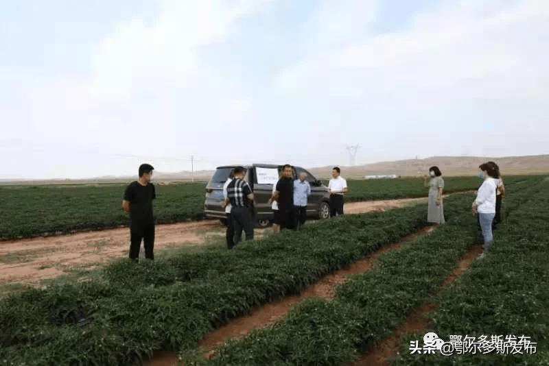 巴拉贡镇未来繁荣蓝图，最新发展规划揭秘