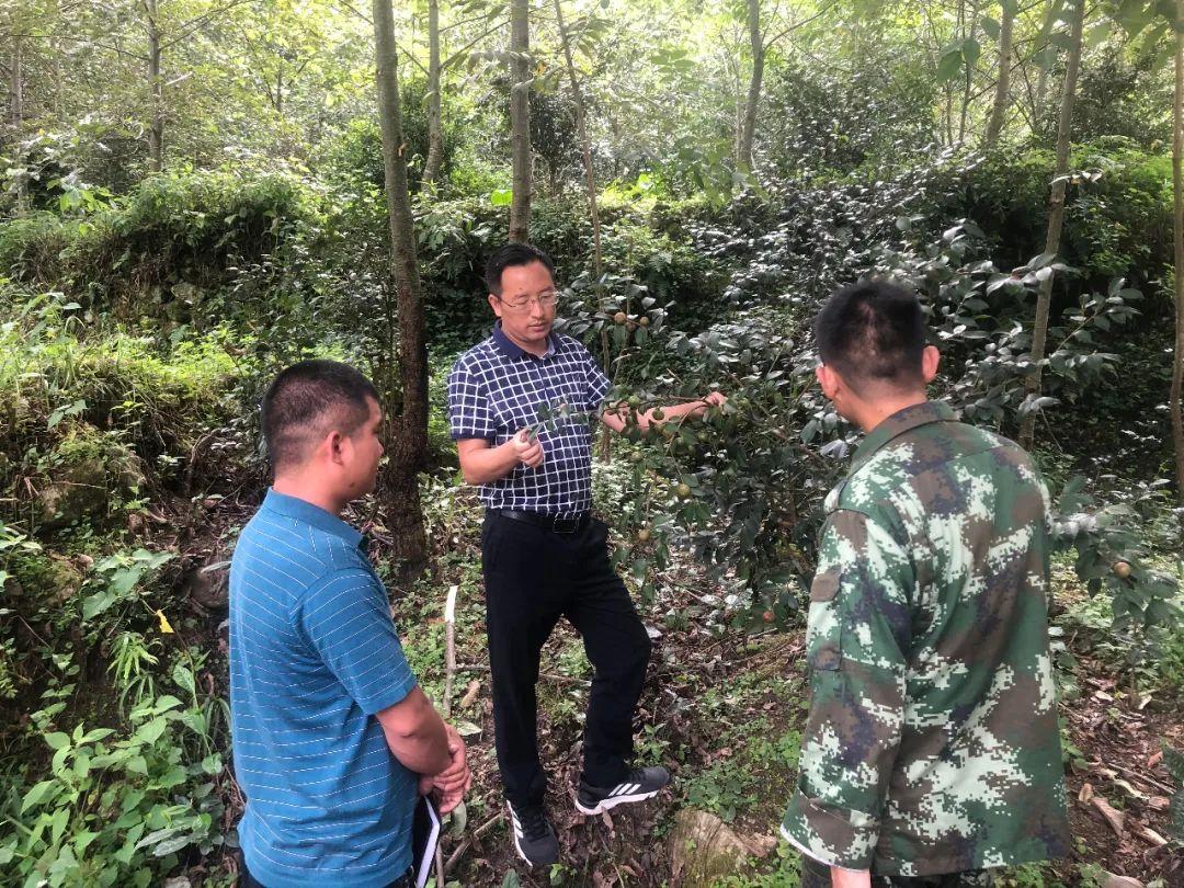 普尼村发展规划概览，未来蓝图揭秘